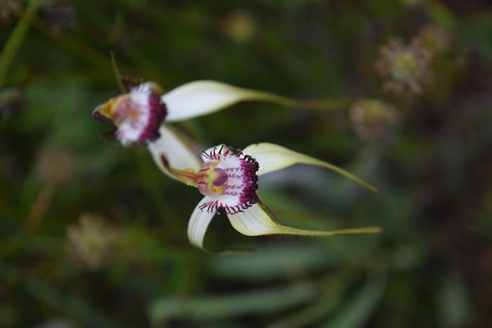 Caladenia - Orchid-spider-0042.JPG